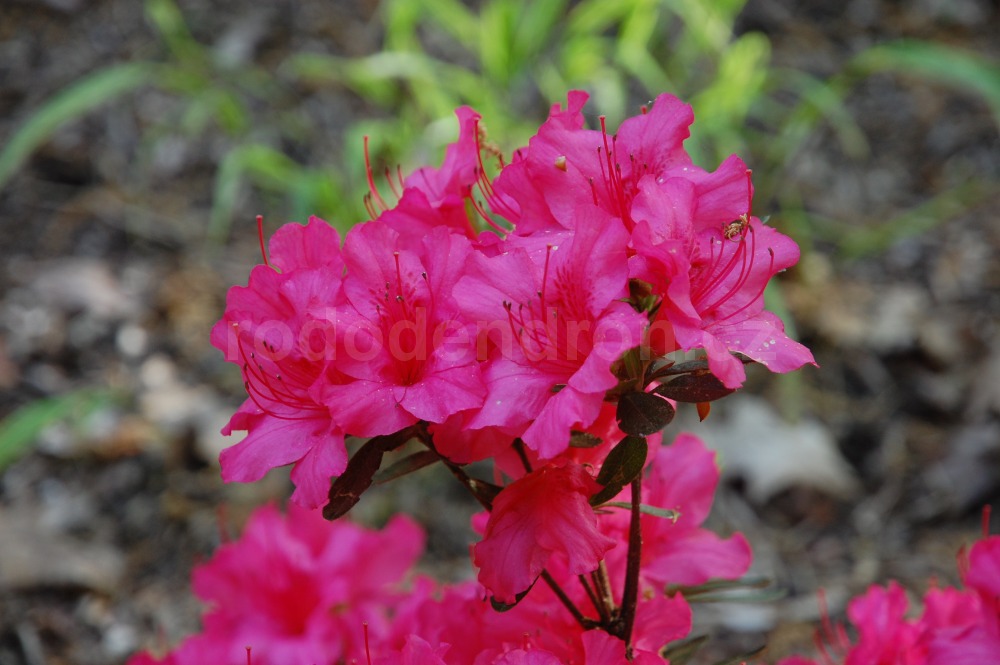 Rododendron Girards Rose
