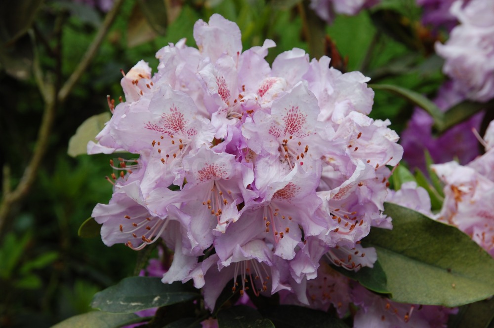 Rododendron Gisela