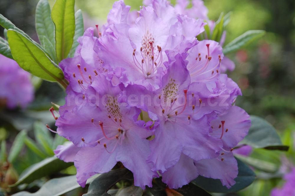 Rododendron Gisela