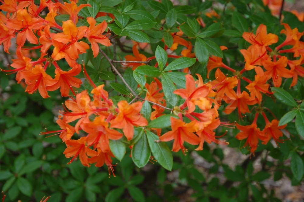 Rododendron Gloria Mundi