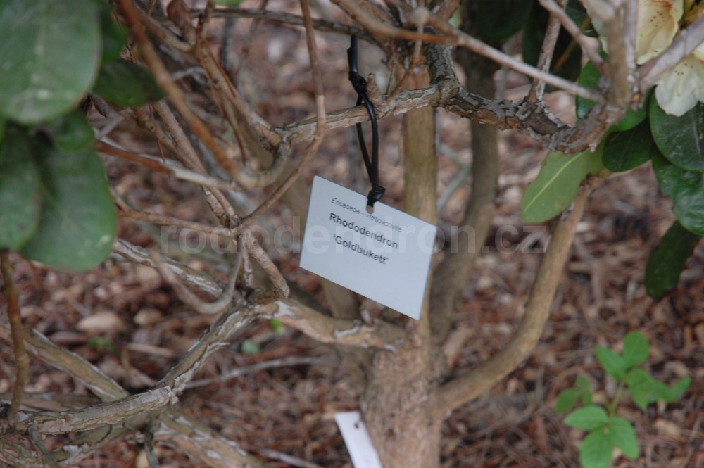 Rododendron Goldbukett