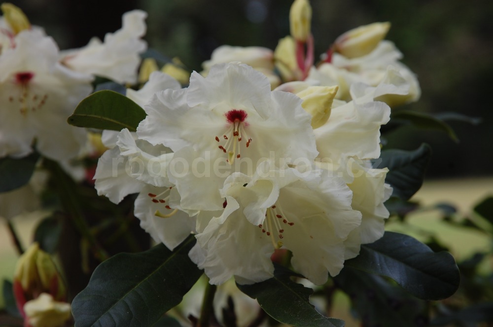 Rododendron Golden Bedser