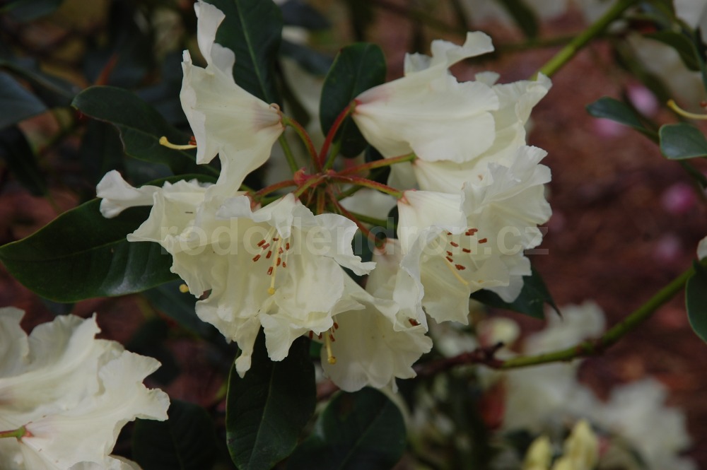 Rododendron Golden Bedser