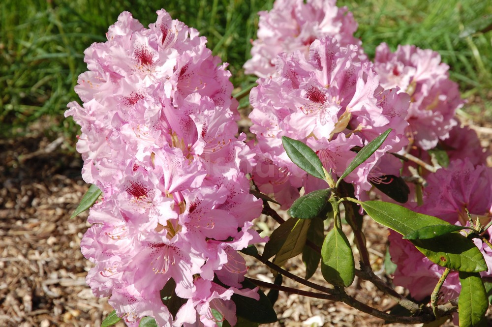 Rododendron goteborg 5347