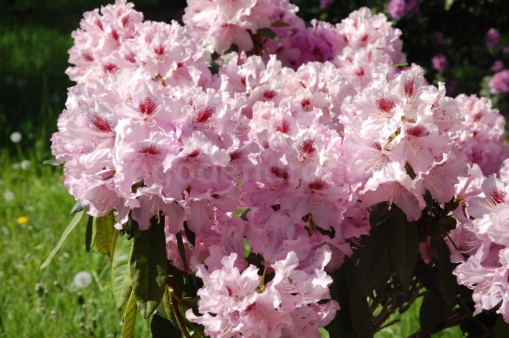 Rododendron Goteborg
