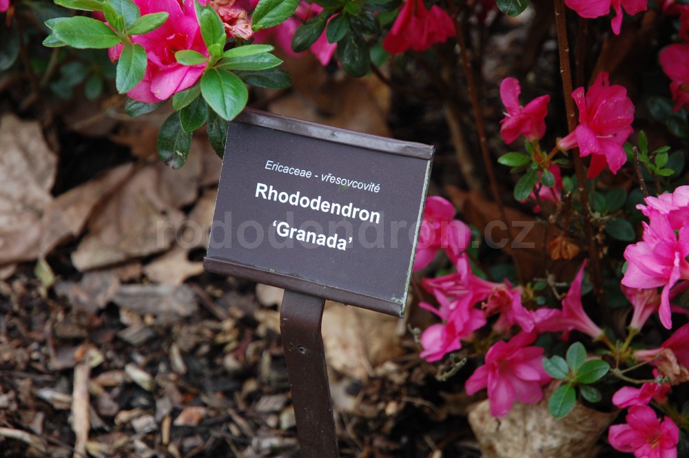 Rododendron Granada