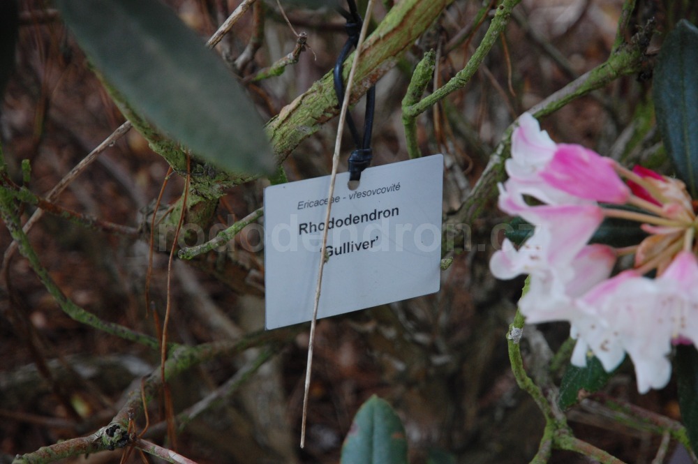 Rododendron Gulliver