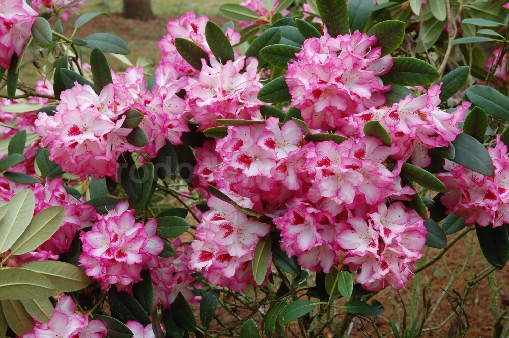 Rododendron Hachmmans Charmant
