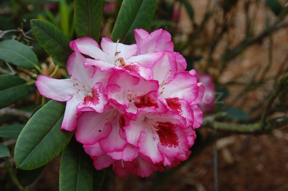 Rododendron Hachmmans Charmant