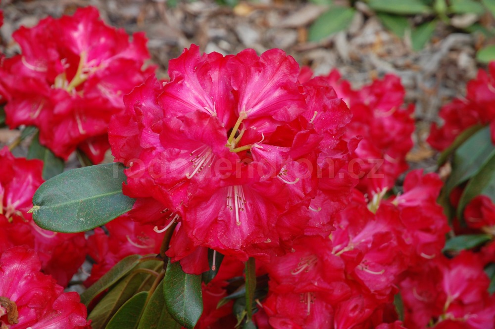 Rododendron Halfdan Lem
