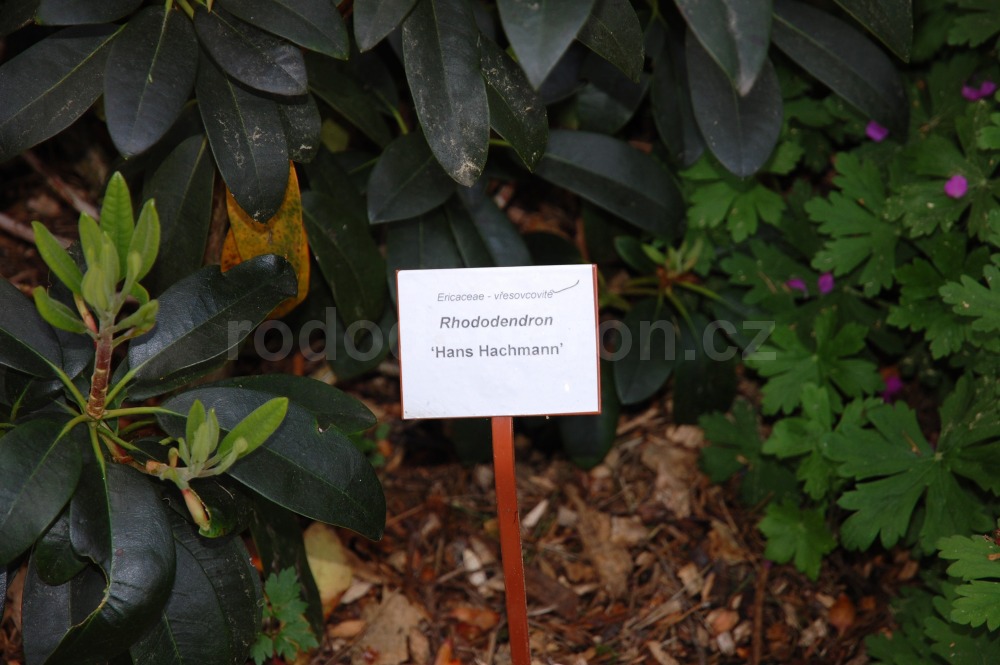 Rododendron Hans Hachmann