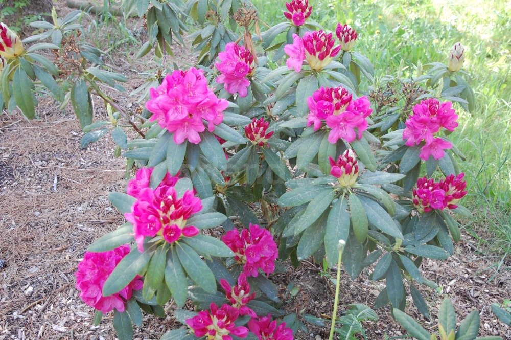 Rododendron Hassan