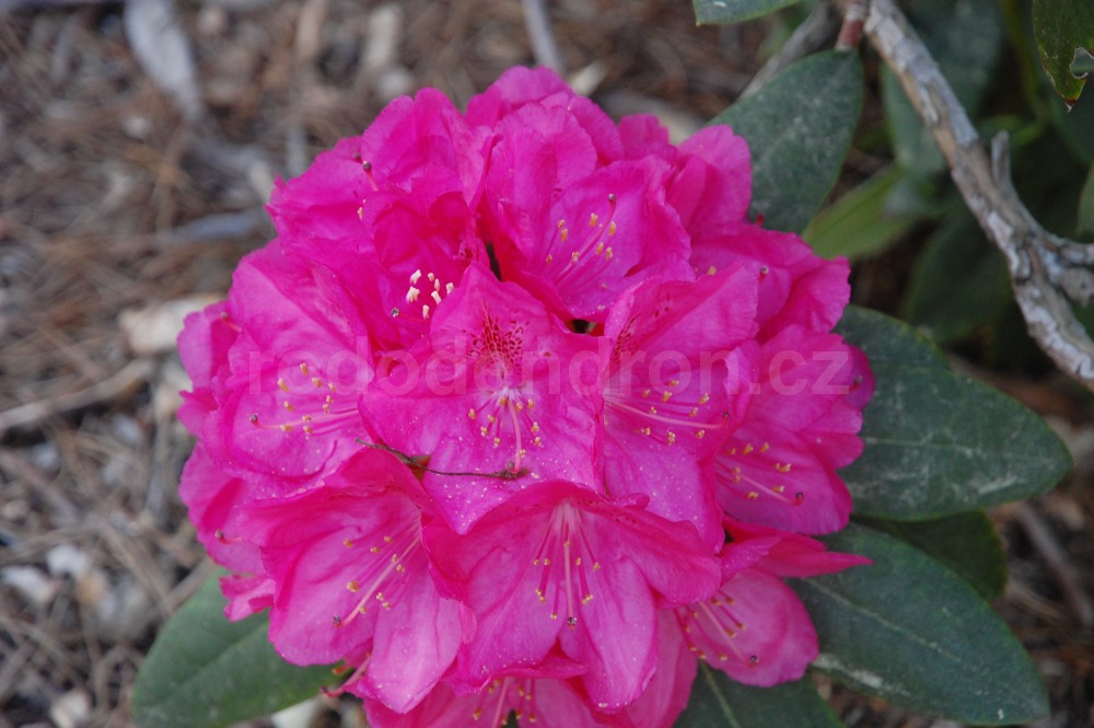 Rododendron Hassan