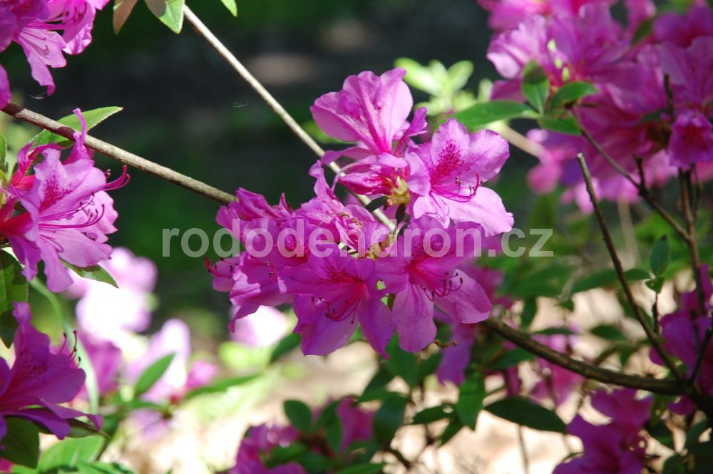Rododendron Hebert