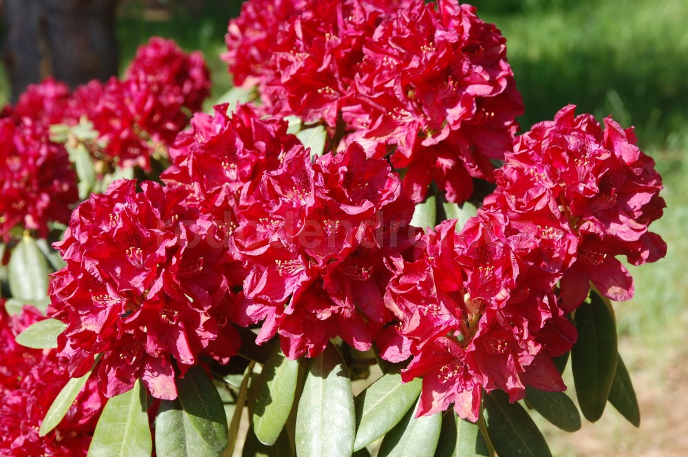 Rododendron Henrys Red