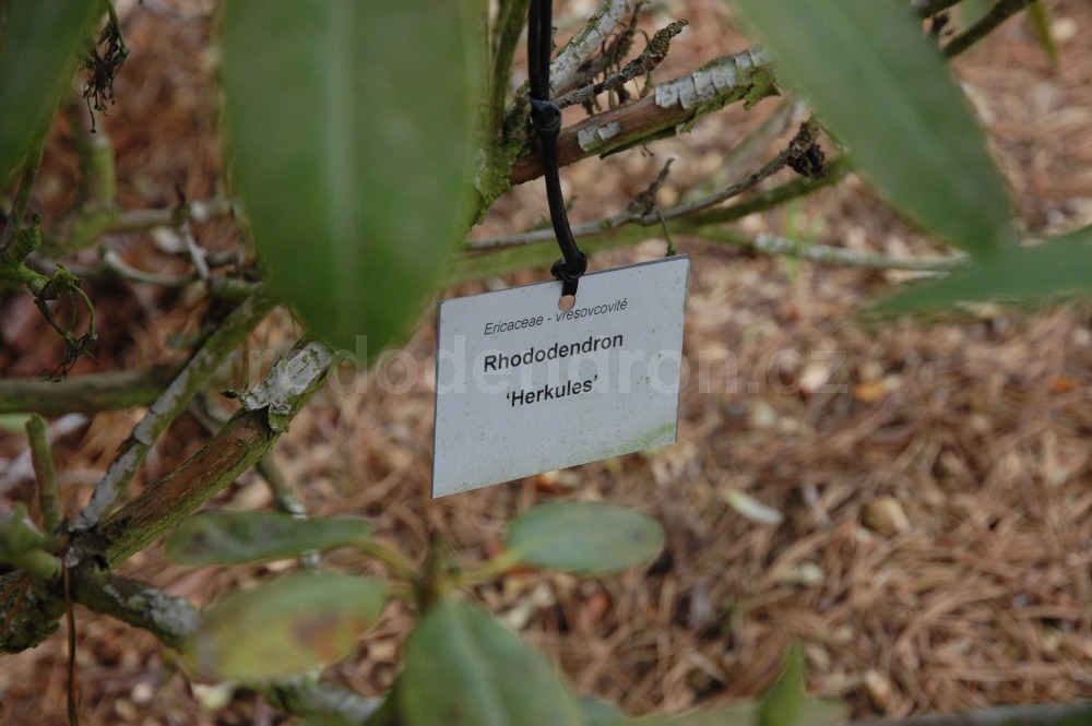 Rododendron Herkules