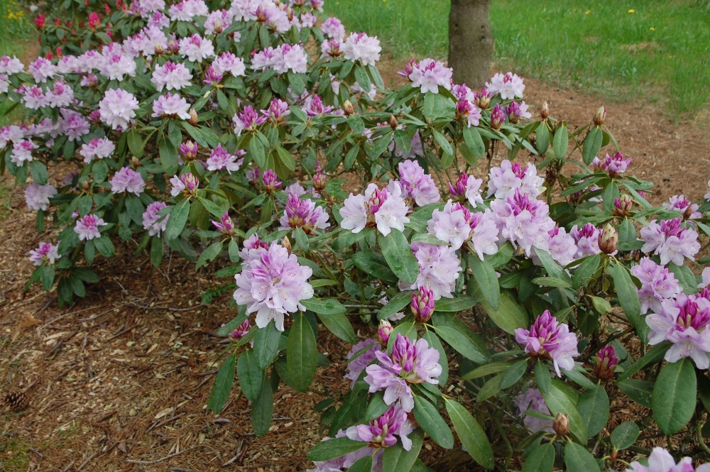 Rododendron Herkules