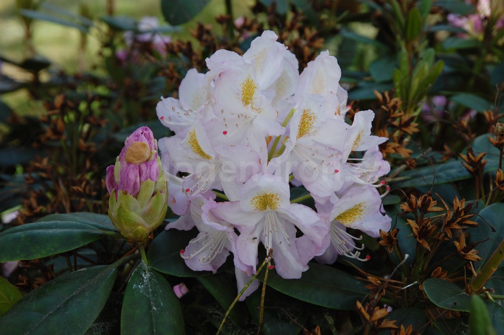 Rododendron Herme
