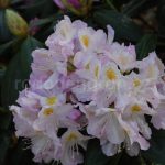 Rododendron Herme