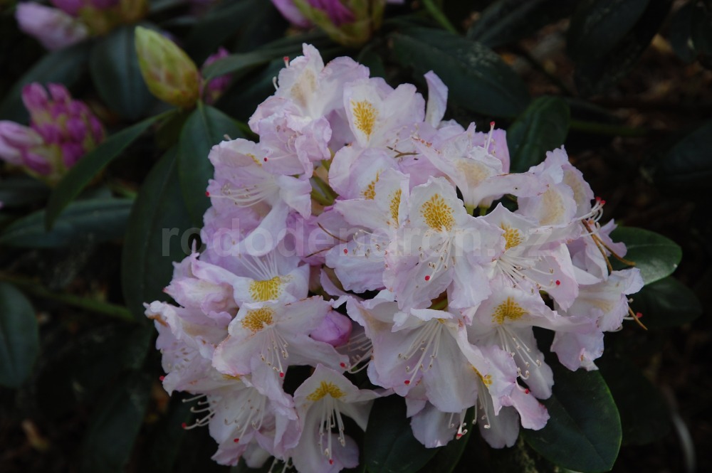 Rododendron herme 5469