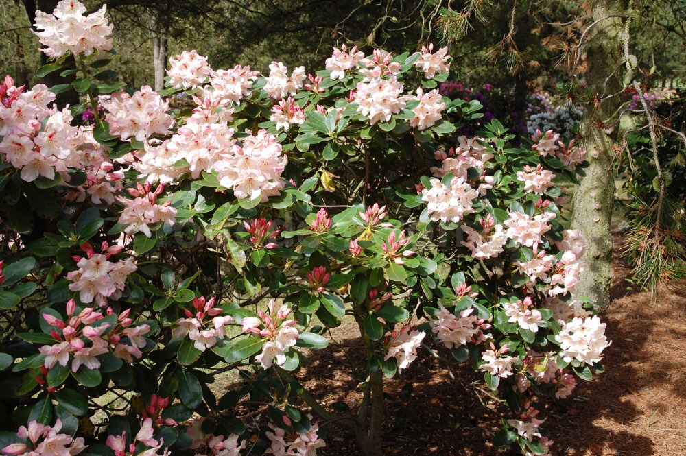Rododendron Herzas