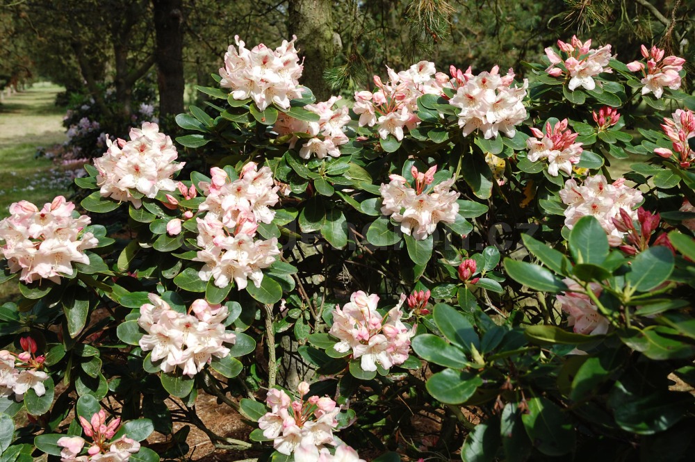 Rododendron Herzas