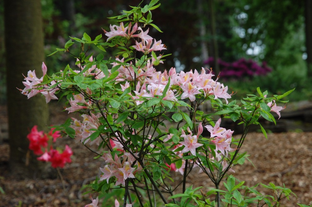 Rododendron Heureuse Surprise