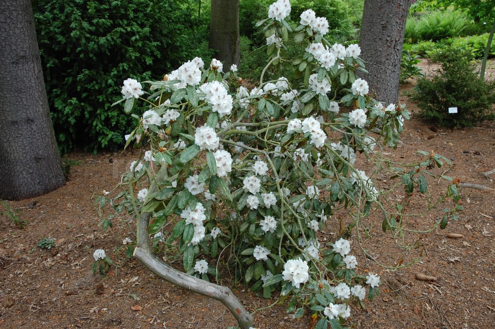 Rododendron Hildegard