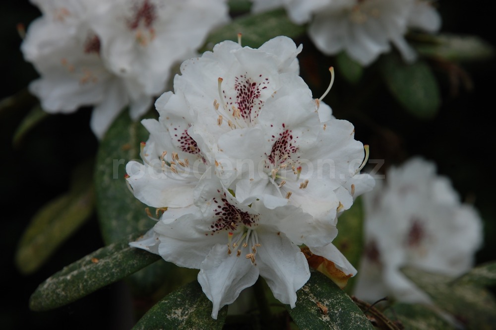 Rododendron Hildegard