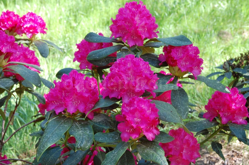 Rododendron Holbein