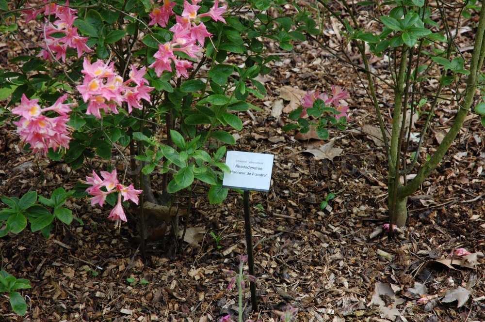 Rododendron Honneur De Flandre