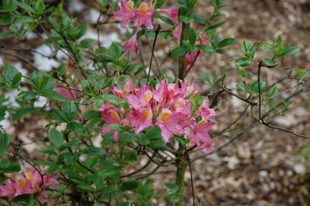 Rododendron Honneur De Flandre