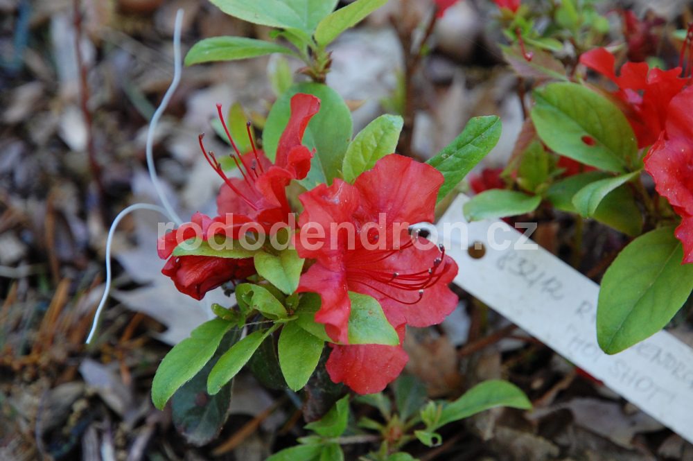 Rododendron Hot Shot Obustum