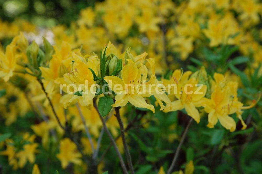 Rododendron Hugh Wormald