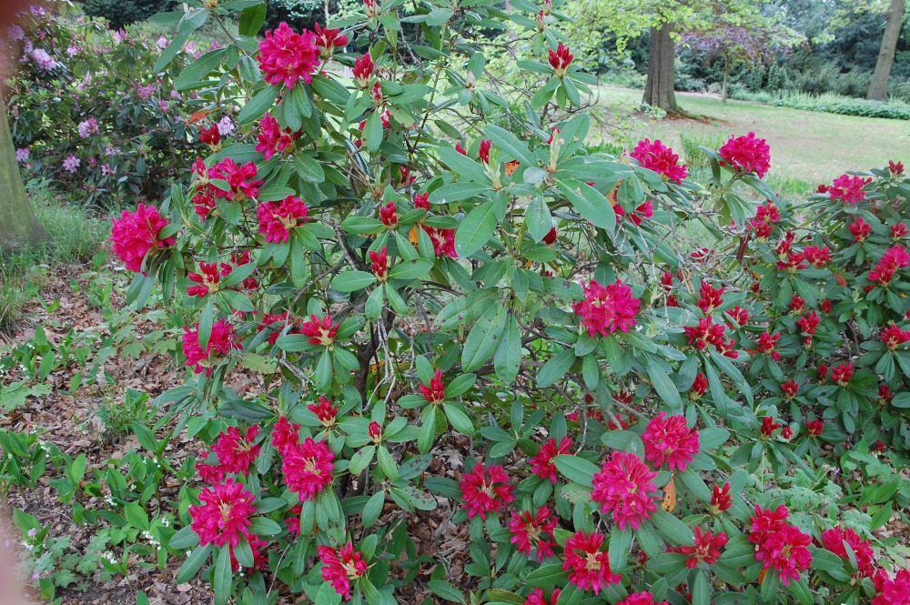 Rododendron Humoreska