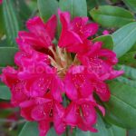 Rododendron Humoreska