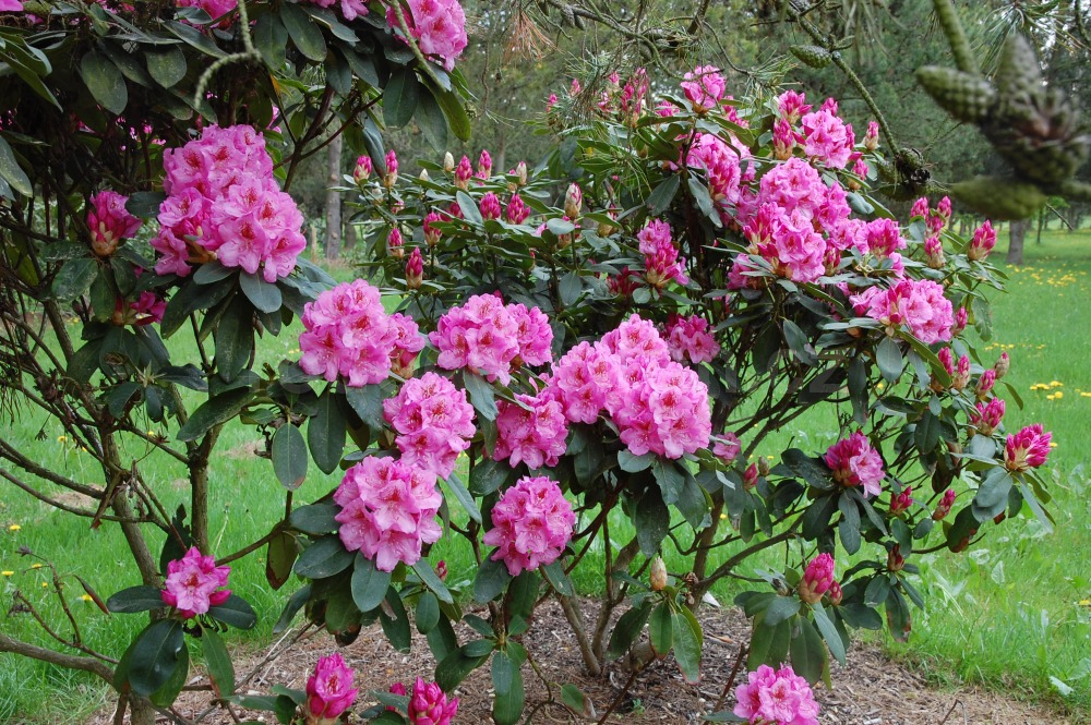 Rododendron Hurricane