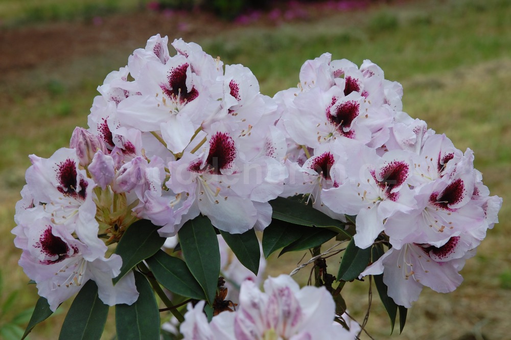 Rododendron Hyperion