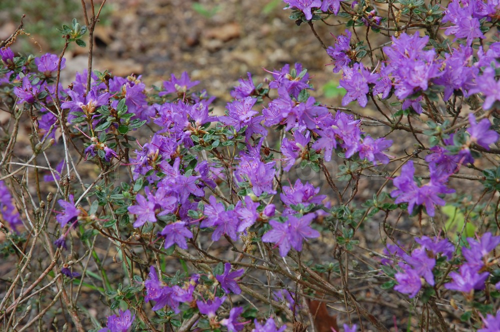 Rododendron Hypphophaeoides