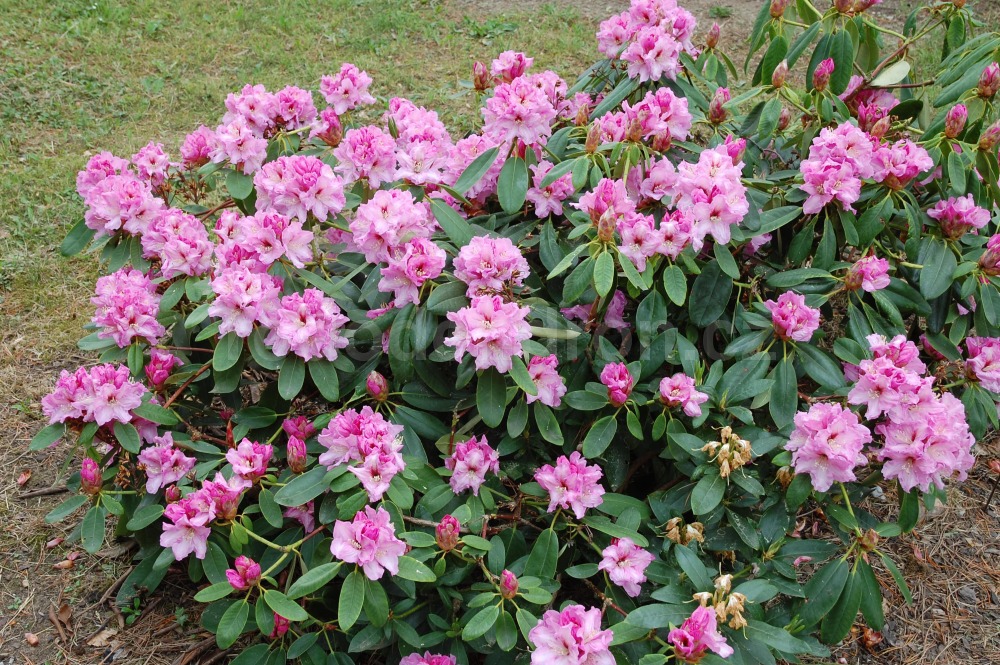 Rododendron Ideal