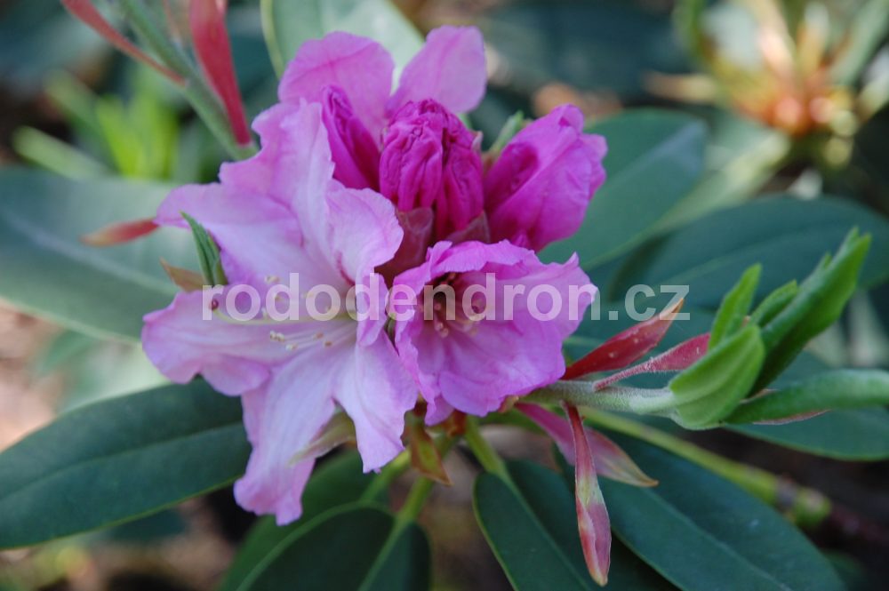 Rododendron Ideal
