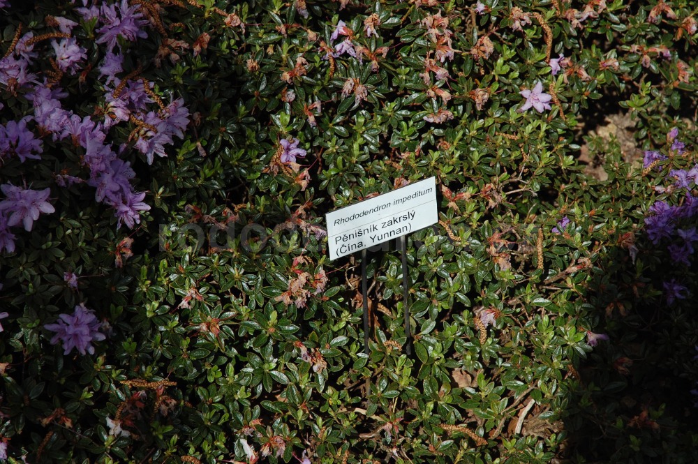 Rododendron Impeditium