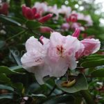 Rododendron Inamorata
