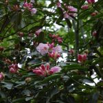 Rododendron Inamorata