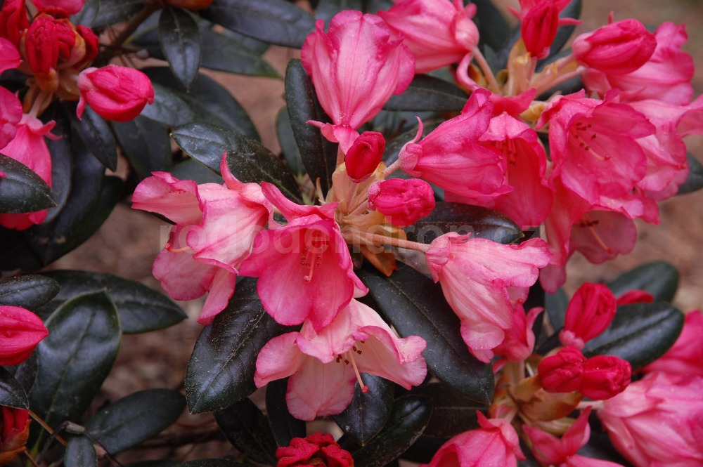 Rododendron Inez