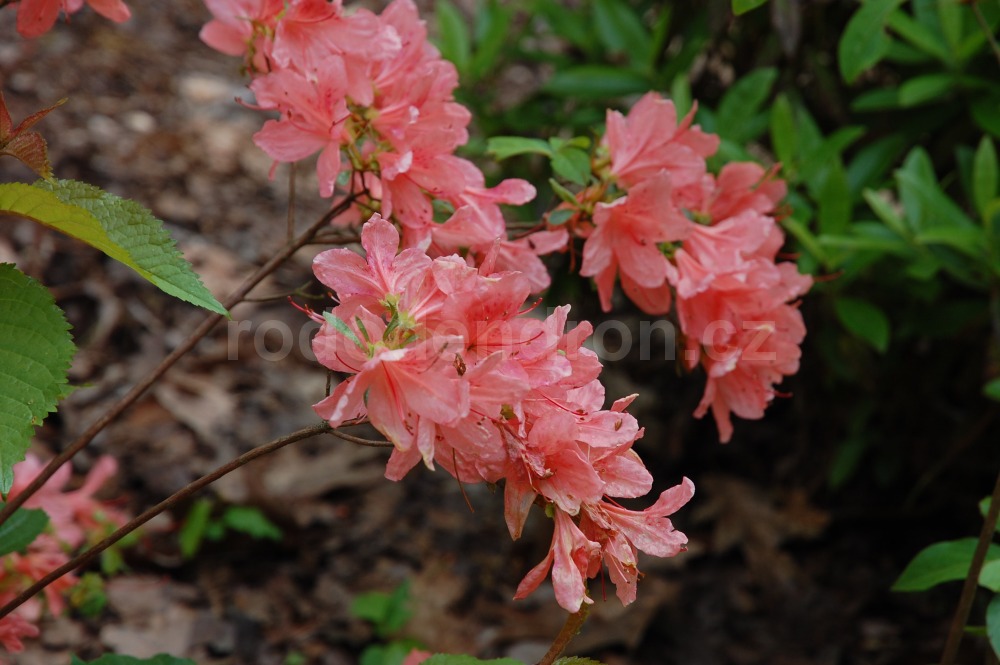 Rododendron Iochmium