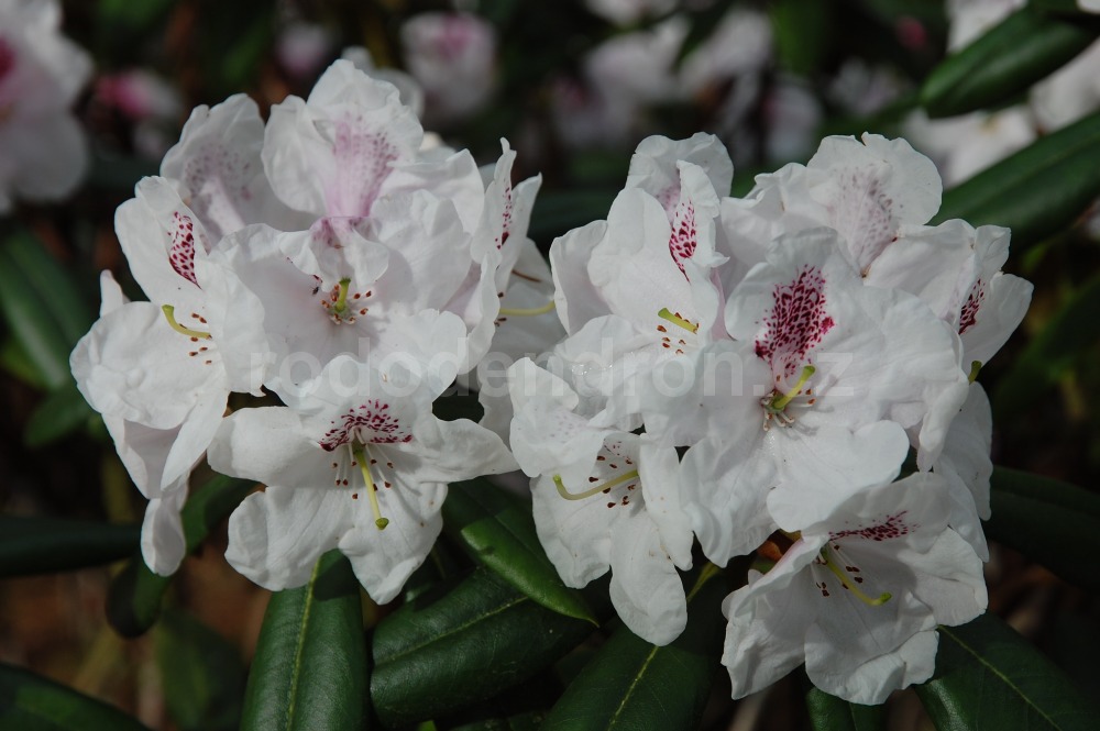 Rododendron Irela
