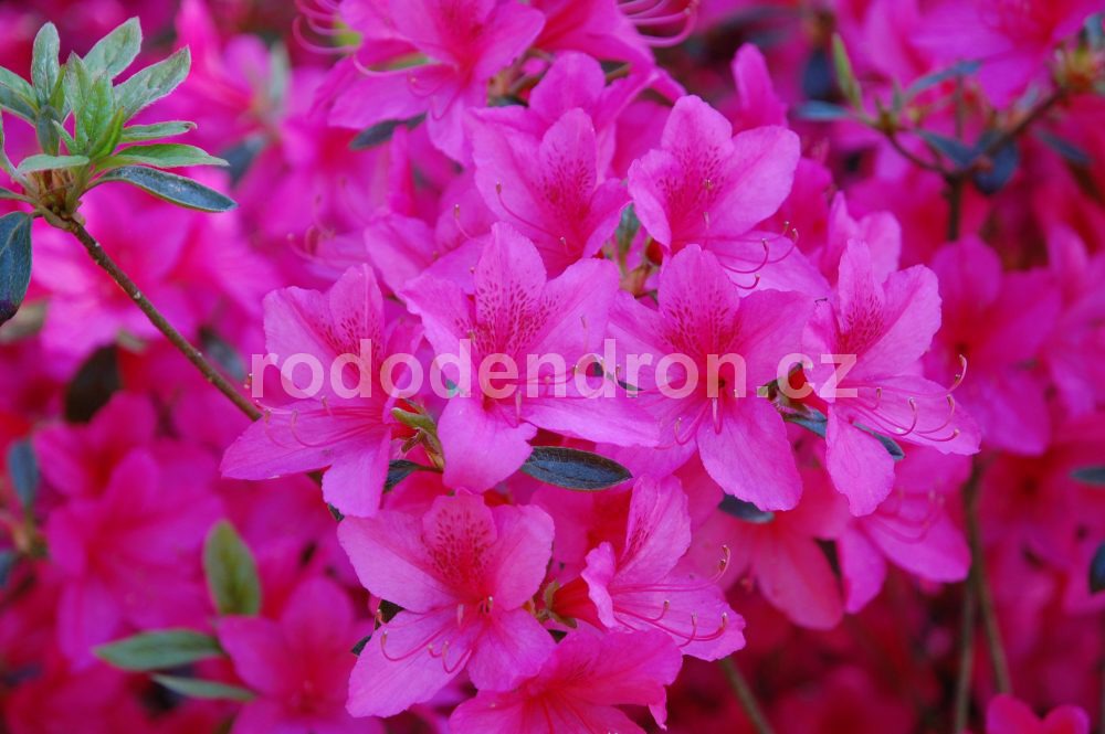 Rododendron Jeršov