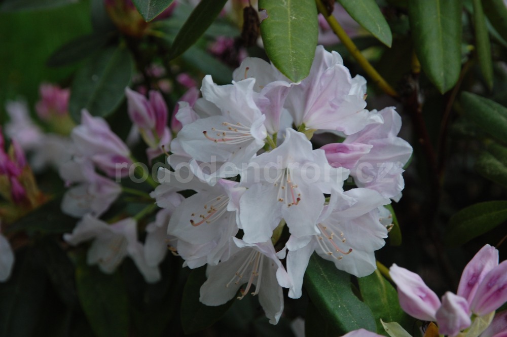 Rododendron jewess 5677