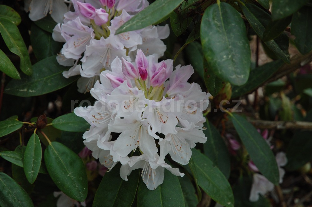 Rododendron Jewess